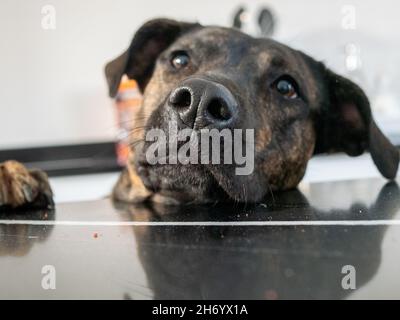 Primo piano di Catahoula leopard cane guardando su un tavolo Foto Stock