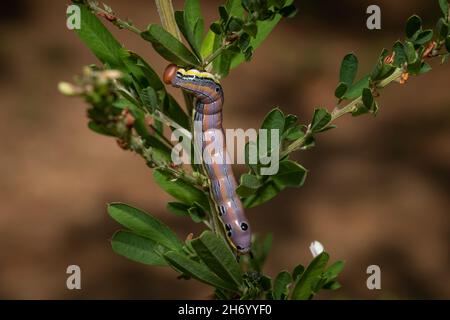 Un nero-spotted prominente (anguina di Dasylophia) bruco che munching su alcune foglie verdi piacevoli. Raleigh, Carolina del Nord. Foto Stock