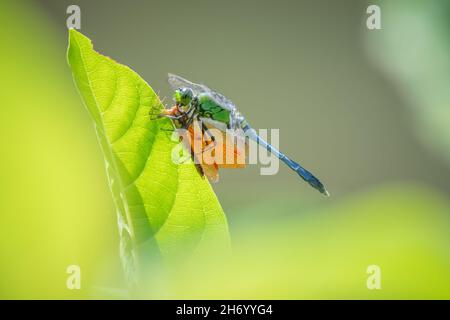 Un giovane maschio Pondhawk orientale (Erythemis simplicicollis) con la sua preda, un Amberwing orientale (Perithemis tenera). Raleigh, Carolina del Nord. Foto Stock