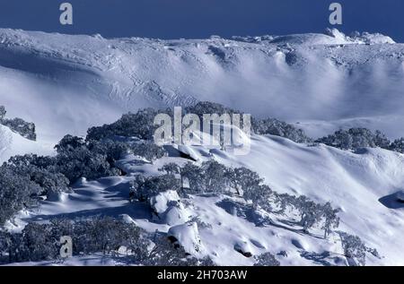 AMMIRA LE MONTAGNE INNEVATE E GLI ALBERI EUCALPYTUS PAUCIFLORA (GOMME DA NEVE) NEL PARCO NAZIONALE DI KOSCIUSKO. NUOVO GALLES DEL SUD, AUSTRALIA. Foto Stock