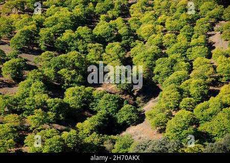 Campo di castagni , Igualeja, Serrania de Ronda, Provincia di Malaga, Andalusia, Spagna. Foto Stock