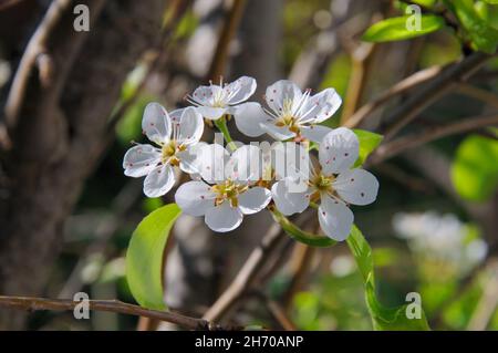 Conference pear tree blossom, Calypso, Costa del Sol, Malaga Province, Andalucia, Spain, Europe. Foto Stock