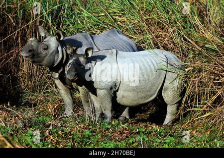 Il Parco Nazionale di Kaziranga è il più antico parco nazionale nel nord-est dello stato indiano di Assam. È stato creato un secolo fa come una riserva forestale dal viceré britannico il signore Curzon, per volere di sua moglie, per proteggere il maggiore One-Horned Rhinoceros. Un sito Patrimonio Mondiale dell'UNESCO ha dichiarato nel 1985 il parco è noto in tutto il mondo per la sua importanza come uno degli ultimi habitat indisturbato del grande One-Horned indiano di rinoceronti. Il prezzo di un corno di rinoceronte varia da 20.000 a 35.000 dollari nel mercato internazionale. Oggi il parco nelle case di molti animali in pericolo, compresi i rinoceronti, tigri, elefante Foto Stock