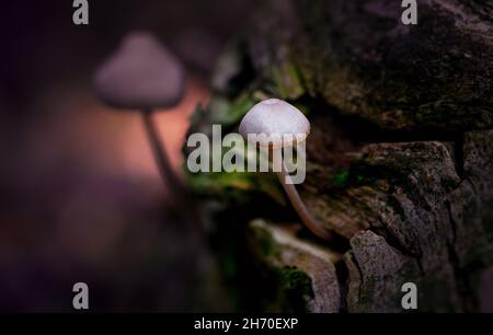 Un funghi cresce da legno marcio driftwood nella foresta. Vista ravvicinata o macro Foto Stock