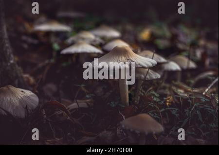 Una colonia di funghi cresce nella foresta. Sfondo scuro con vista ravvicinata. Foto Stock