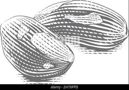 brasile brasiliano noce bertholletia disegno a mano schizzo incisione stile illustrazione Illustrazione Vettoriale