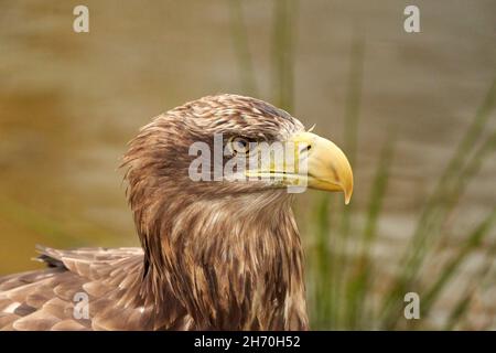 Una testa di aquila calva dettagliata, becco giallo. L'uccello siede sul bordo dell'acqua, scannerendo la superficie dell'acqua per i pesci. Foto Stock