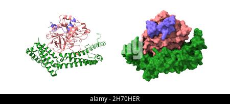 Staphylocoagulasi (verde) complessata con eterodimero di trombina umana. Modelli di superficie 3D cartoon e gaussiana, PDB 1nu7, sfondo bianco Foto Stock