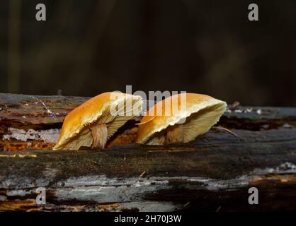 Due funghi Rustgill scottanti che crescono su legno marcio Foto Stock