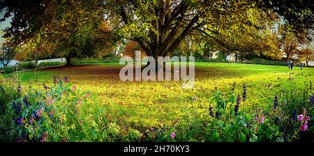 Vista panoramica di un albero molto grande e vecchio in autunno circondato da fiori selvatici, con un tappeto di foglie arancio-dorate sul verde erba. Foto Stock