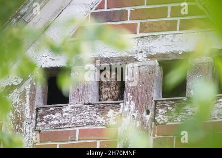 Tawny Owl (Strix aluco) si affaccia su un tetto apribile, Schleswig-Holstein, Germania Foto Stock