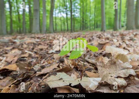 Faggio europeo, Faggio comune (Fagus sylvatica). Piantina con foglie di primavera in faggeta. Germania Foto Stock