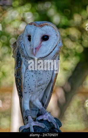 Barn Owl, Lone Pine Koala Sanctuary Foto Stock