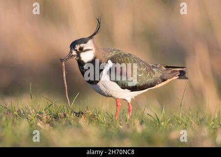 Lapwing settentrionale (Vanellus vanellus). Maschio adulto con preda verme su un prato in primavera. Germania Foto Stock