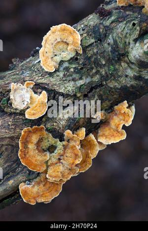 Crosta di quercia sanguinante (Stereum gausapatum) su un ramo di quercia marcio. Germania Foto Stock