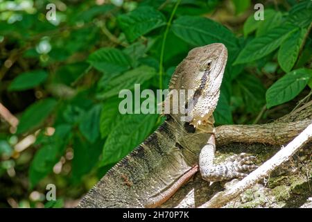 Drago d'acqua australiano, Lone Pine Koala Sanctuary Foto Stock