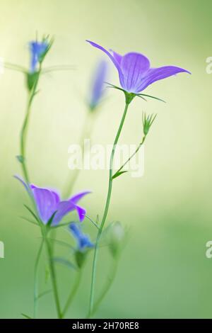 Diffondere Bellflower (Campanula patula) fioritura su una radura forestale Foto Stock