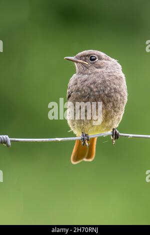 Redstart nero (Fenicurus ocruros). Volando sul filo spinato. Germania Foto Stock