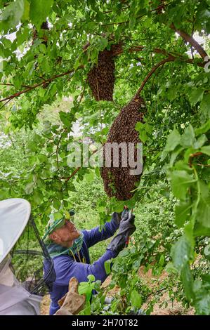 Miele Bee, Western Honey Bee (Apis mellifera, Apis mellifica). Apicoltore con colonia di api sciame. Germania Foto Stock