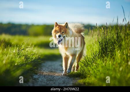 Eurasier, Eurasian. Cane adulto che cammina su un sentiero in un prato. Germania Foto Stock