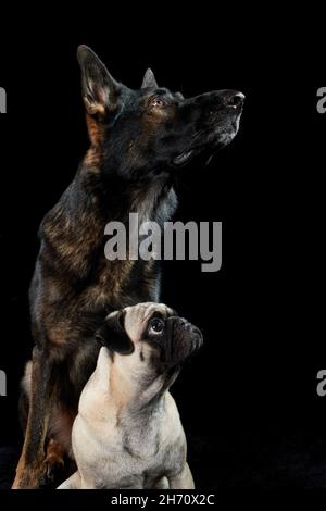 PUG e Pastore tedesco, alsaziano. Ritratto di due cani adulti su sfondo nero. Germania Foto Stock