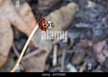 Ladybird oculare (Anatis ocellata) appoggiato su un gambo di foglia Foto Stock