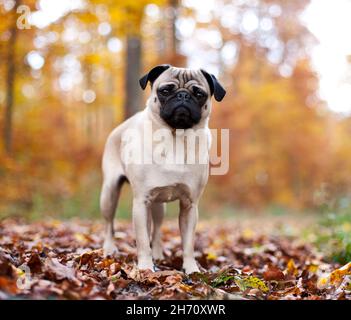 PUG. Cane adulto in piedi nella foresta in autunno, germania Foto Stock