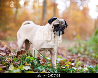 PUG. Cane adulto in piedi nella foresta in autunno, germania Foto Stock