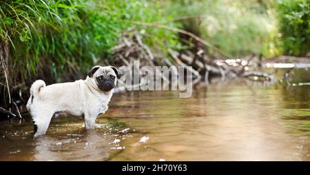 PUG. Cane adulto in piedi in un fiume. Germania Foto Stock
