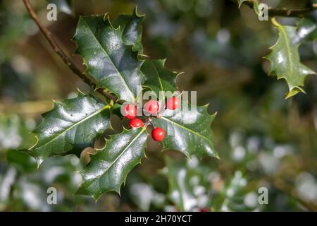 Holly (Ilex) tosse con bacche rosse in autunno Foto Stock