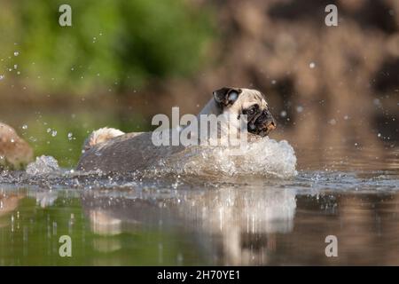 Pug. Cane adulto in esecuzione in acqua. Germania Foto Stock