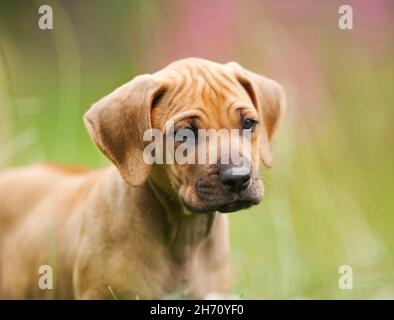 Rhodesian Ridgeback. Ritratto di un cucciolo. Germania. Foto Stock