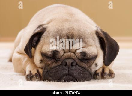 PUG. Cane adulto che dorme. Germania Foto Stock