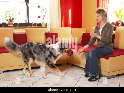 Pastore Australiano. Un cane adulto porta una palla a una donna seduta su un divano. Germania Foto Stock