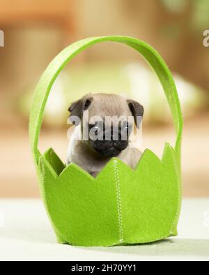 PUG. Un cucciolo in un cesto di feltro verde. Germania Foto Stock