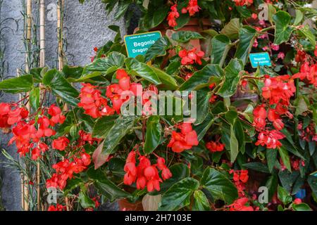 Primo piano di una pianta fiorente di Begonia Dragon Wing Red con etichetta botanica in estate, Alassio, Savona, Liguria, Italia Foto Stock