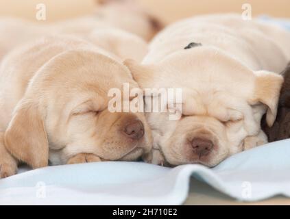 Labrador Retriever. Due cuccioli che dormono su una coperta. Germania Foto Stock