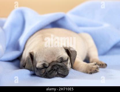 PUG. Cucciolo che dorme in una coperta di colore azzurro. Germania Foto Stock