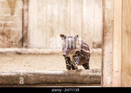 Cottbus, Germania. 19 Nov 2021. Un cucciolo di tapir salta oltre una soglia nel suo recinto allo zoo. La ragazza di tapir centroamericana (Tapirus bairdii) è nata dalla madre Bonita il 9 novembre 2021. I suoi custodi e custodi hanno chiamato la sua Bamika - Sunshine. I tapiri danno vita a un solo cucciolo dopo un periodo di gestazione di poco più di un anno. Il Tapir centroamericano è considerato criticamente in pericolo. Credit: Frank Hammerschmidt/dpa/ZB/dpa/Alamy Live News Foto Stock