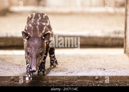 Cottbus, Germania. 19 Nov 2021. Un cucciolo di tapir salta oltre una soglia nel suo recinto allo zoo. La ragazza di tapir centroamericana (Tapirus bairdii) è nata dalla madre Bonita il 9 novembre 2021. I suoi custodi e custodi hanno chiamato la sua Bamika - Sunshine. I tapiri danno vita a un solo cucciolo dopo un periodo di gestazione di poco più di un anno. Il Tapir centroamericano è considerato criticamente in pericolo. Credit: Frank Hammerschmidt/dpa/ZB/dpa/Alamy Live News Foto Stock