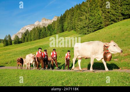 Spostamento del bestiame nei prati alpini vicino a Lutertannen di fronte al massiccio dell'Alpstein con Saentis in primavera. Cantone di San Gallo e Appenzello, Svizzera Foto Stock