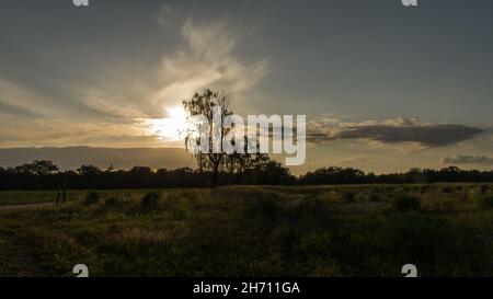 Albero su un prato attraverso il quale il sole che tramonta brilla sete. In un campo al bordo della foresta Foto Stock