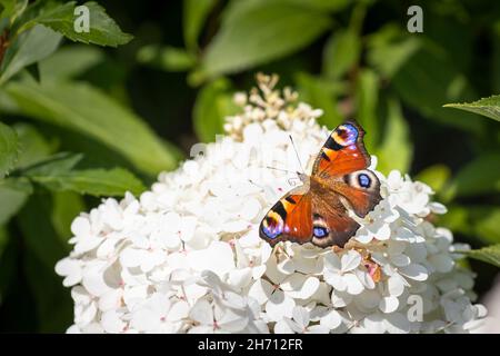 Peacock Butterfly europeo (Inachis io, Nymphalis io). Farfalla su un fiore bianco. Germania Foto Stock
