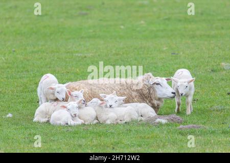 Pecora domestica. Ewe e sette agnelli restingon un prato in primavera. Germania Foto Stock