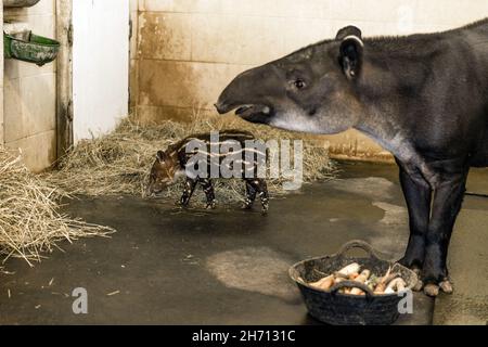 Cottbus, Germania. 19 Nov 2021. La ragazza di tapir Bamika si trova alla mangiatoia nello zoo con sua madre Bonita. La ragazza tapir centroamericana (Tapirus bairdii) è nata il 9 novembre 2021. I suoi custodi e custodi hanno chiamato la sua Bamika - Sunshine. I tapiri danno vita a un solo cucciolo dopo un periodo di gestazione di poco più di un anno. Il Tapir centroamericano è considerato criticamente in pericolo. Credit: Frank Hammerschmidt/dpa/ZB/dpa/Alamy Live News Foto Stock