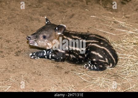 Cottbus, Germania. 19 Nov 2021. Un cucciolo di tapir si trova nella sua penna allo zoo. La ragazza di tapir centroamericana (Tapirus bairdii) è nata dalla madre Bonita il 9 novembre 2021. I suoi custodi e custodi hanno chiamato la sua Bamika - Sunshine. I tapiri danno vita a un solo cucciolo dopo un periodo di gestazione di poco più di un anno. Il Tapir centroamericano è considerato criticamente in pericolo. Credit: Frank Hammerschmidt/dpa/ZB/dpa/Alamy Live News Foto Stock