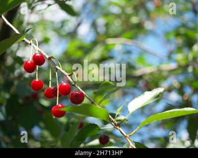 Diverse ciliegie maturanti su un ramo d'albero, primo piano. Bacche rosse. Foto Stock