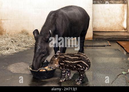 Cottbus, Germania. 19 Nov 2021. La ragazza di tapir Bamika si trova alla mangiatoia nello zoo con sua madre Bonita. La ragazza tapir centroamericana (Tapirus bairdii) è nata il 9 novembre 2021. I suoi custodi e custodi hanno chiamato la sua Bamika - Sunshine. I tapiri danno vita a un solo cucciolo dopo un periodo di gestazione di poco più di un anno. Il Tapir centroamericano è considerato criticamente in pericolo. Credit: Frank Hammerschmidt/dpa/ZB/dpa/Alamy Live News Foto Stock