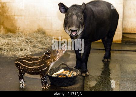 Cottbus, Germania. 19 Nov 2021. La ragazza di tapir Bamika si trova alla mangiatoia nello zoo con sua madre Bonita. La ragazza tapir centroamericana (Tapirus bairdii) è nata il 9 novembre 2021. I suoi custodi e custodi hanno chiamato la sua Bamika - Sunshine. I tapiri danno vita a un solo cucciolo dopo un periodo di gestazione di poco più di un anno. Il Tapir centroamericano è considerato criticamente in pericolo. Credit: Frank Hammerschmidt/dpa/ZB/dpa/Alamy Live News Foto Stock