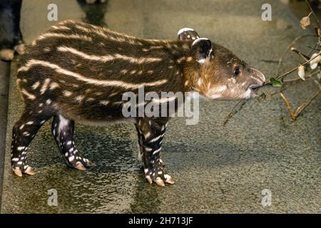 Cottbus, Germania. 19 Nov 2021. Un cucciolo di tapir si trova nella sua penna allo zoo. La ragazza di tapir centroamericana (Tapirus bairdii) è nata dalla madre Bonita il 9 novembre 2021. I suoi custodi e custodi hanno chiamato la sua Bamika - Sunshine. I tapiri danno vita a un solo cucciolo dopo un periodo di gestazione di poco più di un anno. Il Tapir centroamericano è considerato criticamente in pericolo. Credit: Frank Hammerschmidt/dpa/ZB/dpa/Alamy Live News Foto Stock